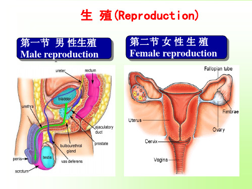 高中生物竞赛-动物生理学8生殖系统