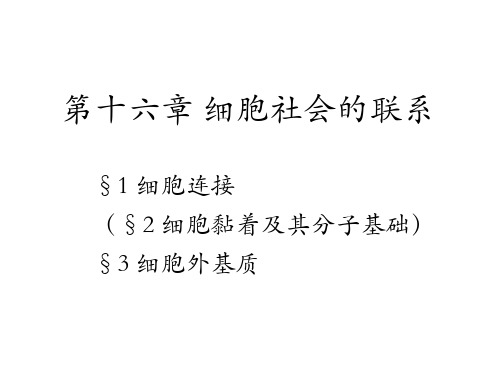 细胞生物学 第十六章细胞社会的联系