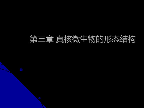 微生物教程yyd第三章真核微生物ppt课件