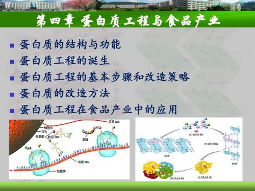 食品生物技术导论-4蛋白质工程