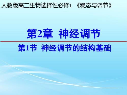 【人教版新教材】《神经调节的结构基础》PPT课件1