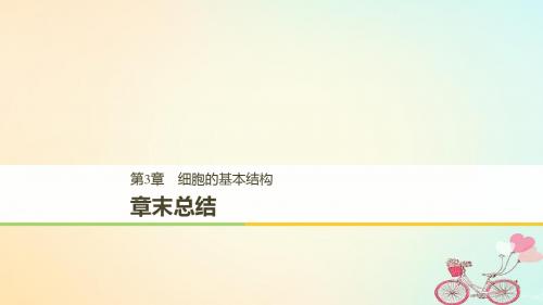 [精品课件](全国通用版)2018-2019版高中生物 第三章 细胞的基本结构章末总结课件 新人教版必修1