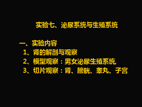 《人体组织学与解剖学》实验课件：实验七