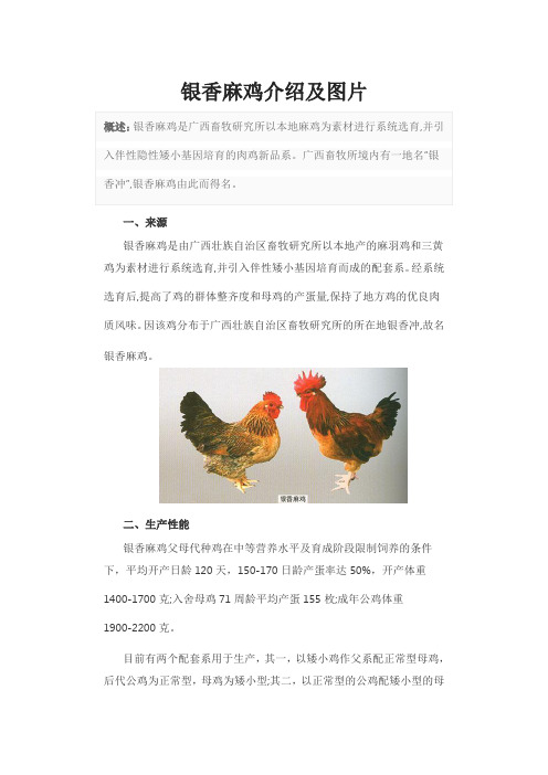 银香麻鸡介绍及图片