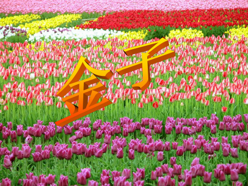 苏教版三上22金子