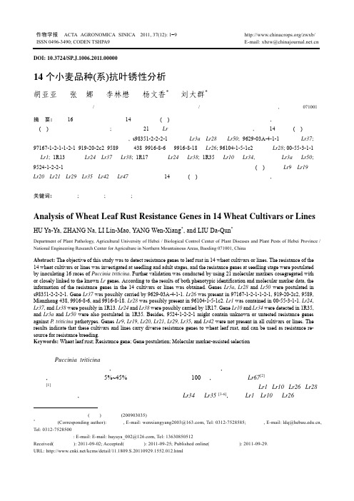 14个小麦品种(系)抗叶锈性分析