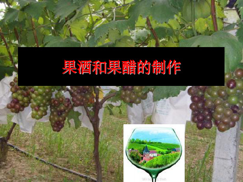 果酒和果醋的制作
