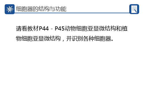 细胞器的亚显微结构和功能