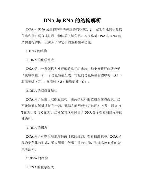 DNA与RNA的结构解析