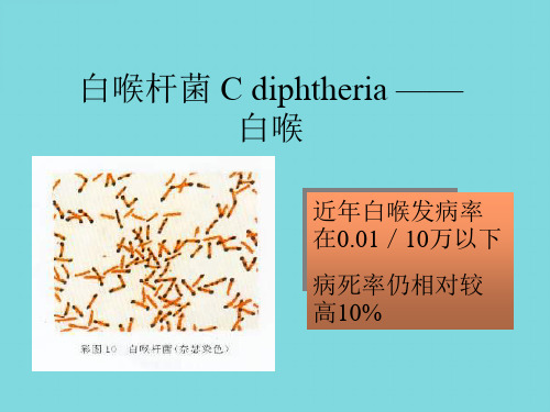 白喉杆菌Cdiphtheria白喉