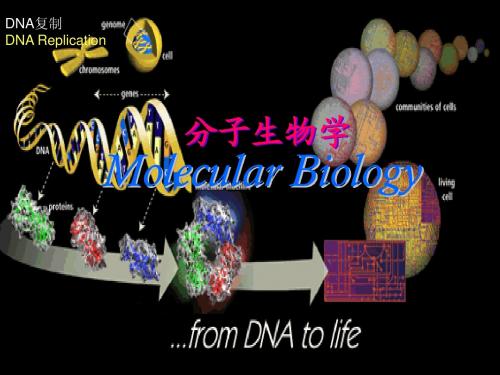 分子生物学第三讲