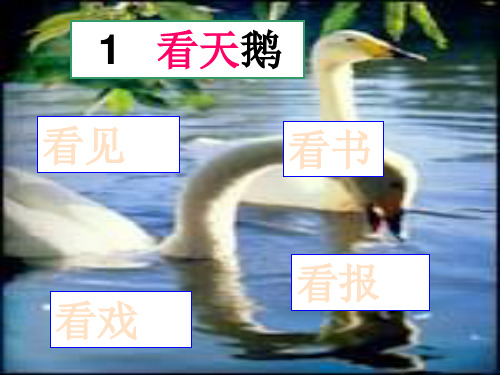 沪教版语文一年级上册(小学第1册)《看天鹅》课件