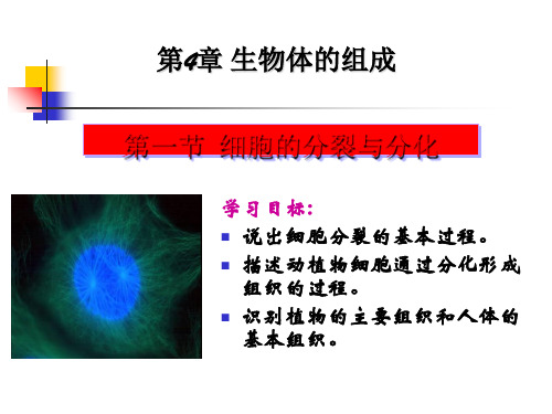 初中生物  4.1细胞的分裂和分化精品课件