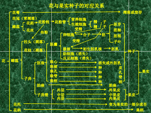 第3章 种子植物的繁殖和繁殖器官：⑦被子植物生活史