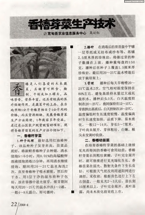 香椿芽菜生产技术