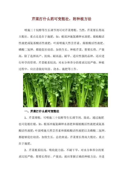 芹菜打什么药可变粗壮,附种植方法