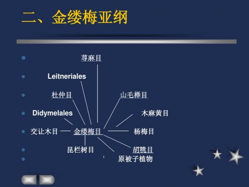 金缕梅亚纲