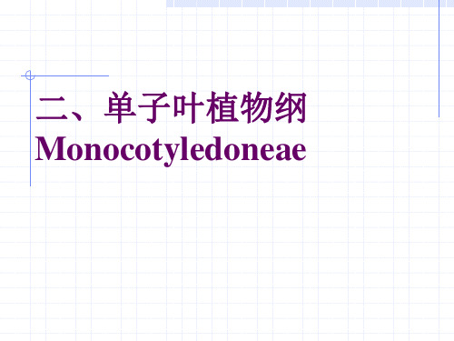 植物生物学12单子叶植物纲资料