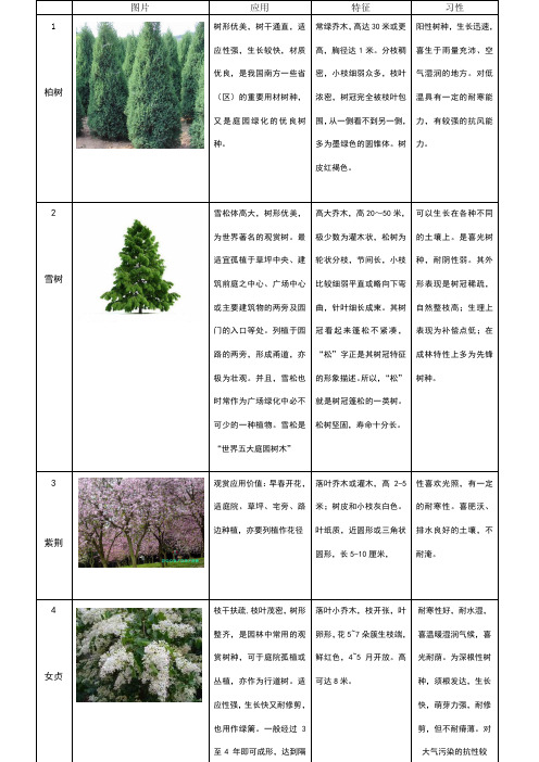 60种植物整理-乔木类