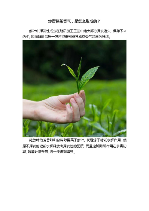 炒青绿茶香气，是怎么形成的？