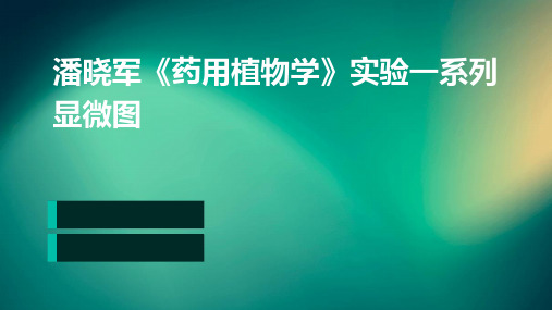 潘晓军《药用植物学》实验一系列显微图