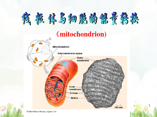 线粒体PPT课件