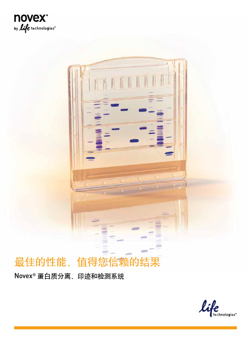 蛋白条带的位置