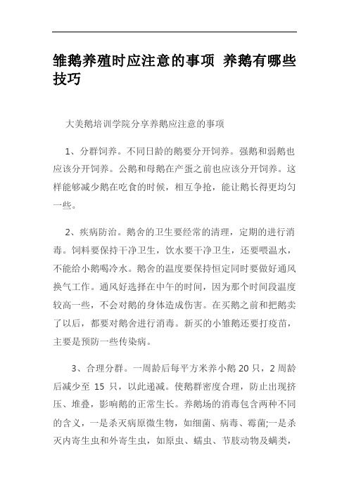 雏鹅养殖时应注意的事项 养鹅有哪些技巧