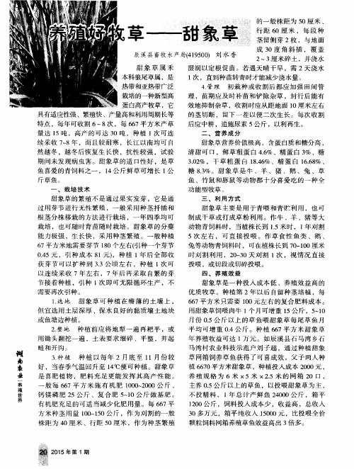 养殖好牧草——甜象草