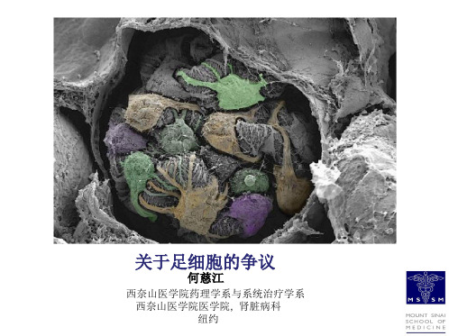6.何慈江-controversie in podocytes-final3-翻译