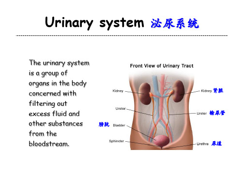 组织学与胚胎学课件-12_Urinary System