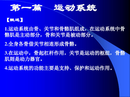 人体解剖学运动系统骨骼