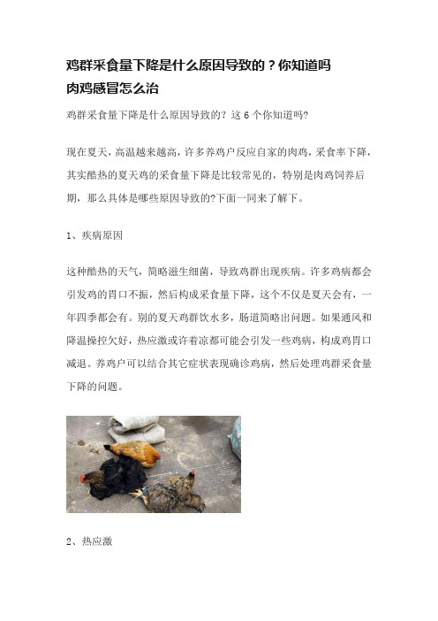 鸡群采食量下降是什么原因导致的？你知道吗