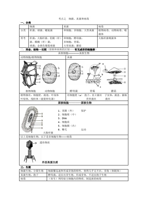 专题二细菌、真菌和病毒总结