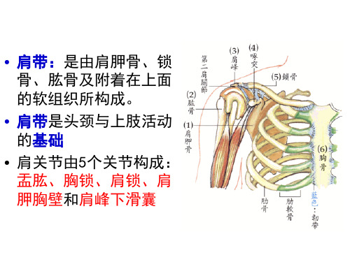 (精品) 运动学课件：肩带的运动