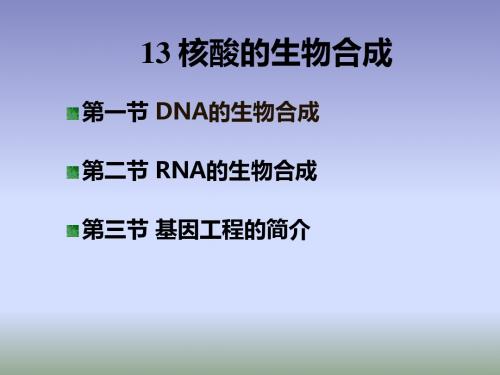 13核酸的生物合成讲解