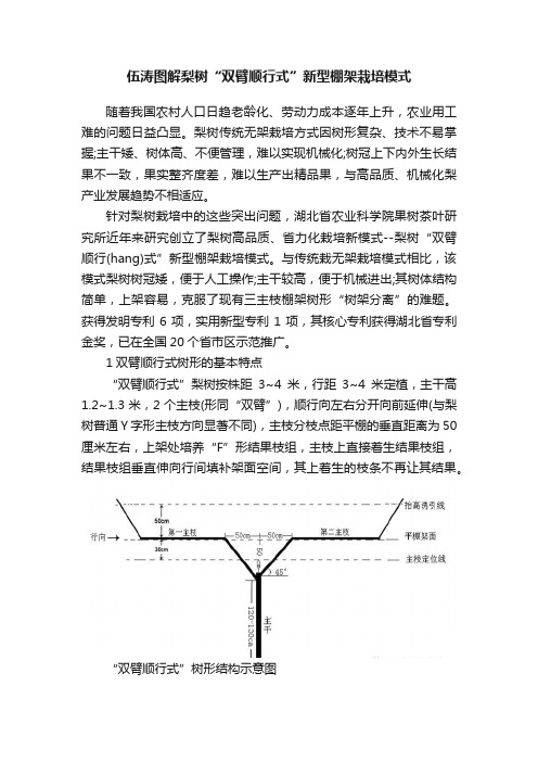 伍涛图解梨树“双臂顺行式”新型棚架栽培模式