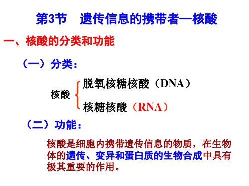 第3节  遗传信息的携带者—核酸
