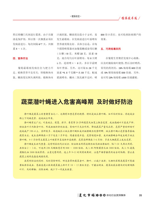 蔬菜潜叶蝇进入危害高峰期 及时做好防治