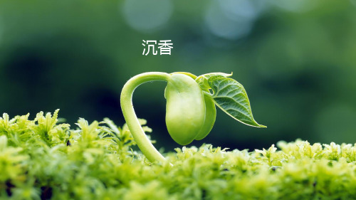 茎木类药材—木通、鸡血藤等(天然药物学课件)