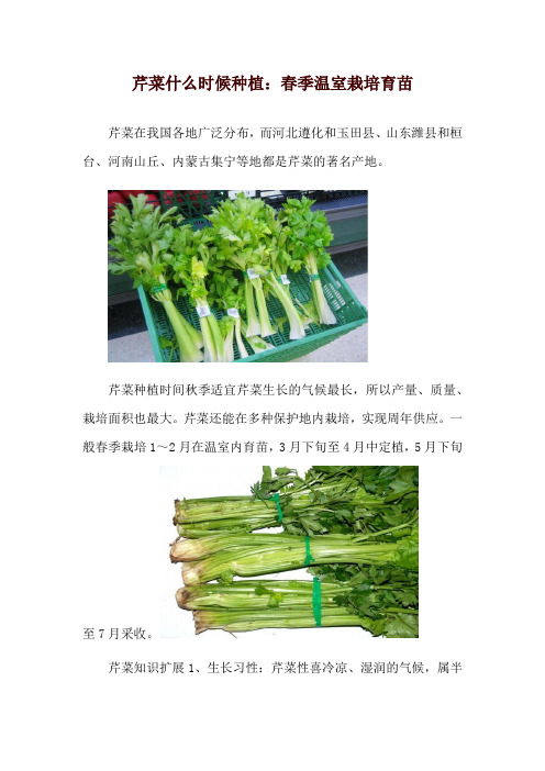 芹菜什么时候种植：春季温室栽培育苗