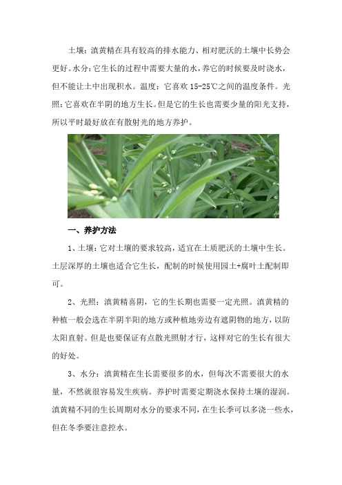 滇黄精的养殖方法和注意事项