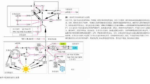 开花相关与转录因子研究方法