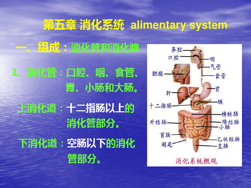 《人体解剖学》课件——消化系统(人卫版)