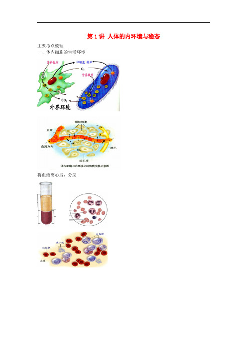 江苏省大丰市高中生物 第一讲 人体的内环境与稳态学案 苏教版必修3