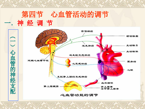 试述肾上腺素和去甲肾上腺素作用的异同点血管紧张素Ⅱ的生理