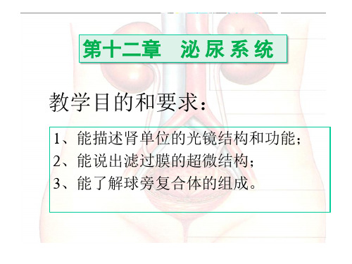 组织学与胚胎学课件--泌尿系统理论