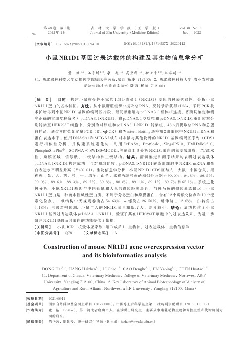 小鼠NR1D1基因过表达载体的构建及其生物信息学分析