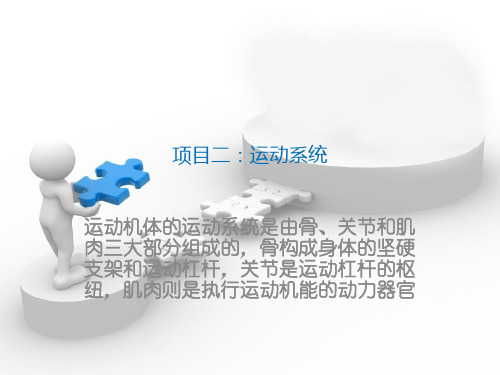 牛羊解剖生理