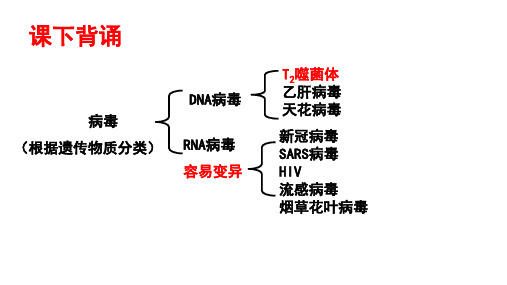 遗传信息的携带者教学课件—【精品课件】